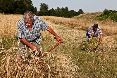 Cliquez pour voir l'image en taille relle