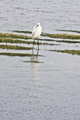 Cliquez pour voir l'image en taille relle