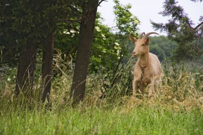 Cliquez pour voir l'image en taille relle