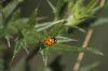 Nom du fichier : COCCINELLE_0573.jpg
Poids du fichier : 98Ko
Dimensions : 1210x806
Ajouté le : 17 Juil 2005 COCCINELLE_0573.jpg