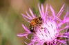 Nom du fichier : abeille_0833.jpg
Poids du fichier : 297Ko
Dimensions : 1728x1152
Ajouté le : 30 Juil 2005 abeille_0833.jpg
