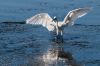 Nom du fichier : aigrette-IMG_0650.jpg
Poids du fichier : 361Ko
Dimensions : 1200x800
Ajouté le : 23 Oct 2013 aigrette-IMG_0650.jpg