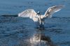 aigrette-IMG_0650.jpg