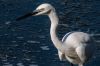 Nom du fichier : aigrette-IMG_0671.jpg
Poids du fichier : 229Ko
Dimensions : 1200x800
Ajouté le : 23 Oct 2013 aigrette-IMG_0671.jpg