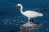 Nom du fichier : aigrette-IMG_0697.jpg
Poids du fichier : 326Ko
Dimensions : 1200x800
Ajouté le : 23 Oct 2013 aigrette-IMG_0697.jpg