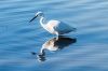 Nom du fichier : aigrette-IMG_1685.jpg
Poids du fichier : 164Ko
Dimensions : 1200x800
Ajouté le : 16 Dec 2013 aigrette-IMG_1685.jpg