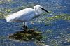 aigrette_MG_2690.jpg