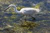 Nom du fichier : aigrette_MG_2762.jpg
Poids du fichier : 363Ko
Dimensions : 1200x800
Ajouté le : 18 Aout 2013 aigrette_MG_2762.jpg