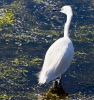 Nom du fichier : aigrette_MG_2855.jpg
Poids du fichier : 423Ko
Dimensions : 1200x1276
Ajouté le : 18 Aout 2013 aigrette_MG_2855.jpg