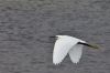 Nom du fichier : aigrette_MG_8216.jpg
Poids du fichier : 275Ko
Dimensions : 1200x800
Ajouté le : 30 Juin 2012 aigrette_MG_8216.jpg