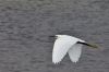 aigrette_MG_8216.jpg