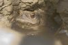 Nom du fichier : crapaud_1394.jpg
Poids du fichier : 95Ko
Dimensions : 1382x922
Ajouté le : 25 Aout 2005 crapaud_1394.jpg