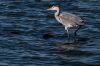 heron-IMG_0926.jpg