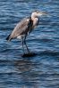 heron-IMG_0933.jpg