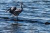 heron-IMG_0944.jpg