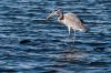 heron-IMG_0972.jpg