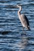 heron-IMG_0978.jpg