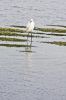 Nom du fichier : heron-IMG_1262.jpg
Poids du fichier : 126Ko
Dimensions : 800x1200
Ajouté le : 12 Mar 2008 heron-IMG_1262.jpg