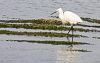 Nom du fichier : heron-IMG_1264.jpg
Poids du fichier : 198Ko
Dimensions : 1200x757
Ajouté le : 12 Mar 2008 heron-IMG_1264.jpg