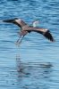 heron-IMG_1650.jpg