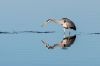 heron-IMG_1771.jpg