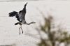 heron_MG_3248.jpg