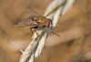Nom du fichier : mouche-web-001.jpg
Poids du fichier : 156Ko
Dimensions : 1305x892
Ajouté le : 15 Juil 2005 mouche-web-001.jpg