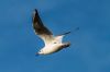 mouette-IMG_1130.jpg