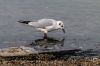 mouette-IMG_2142.jpg