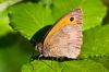 papillon_MG_3954.jpg