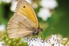 papillon_MG_4213.jpg