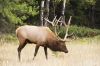 wapiti_MG_4867.jpg