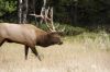 wapiti_MG_4868.jpg