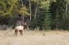 wapiti_MG_4870.jpg