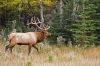 wapiti_MG_4875.jpg