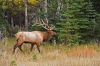 wapiti_MG_4876.jpg